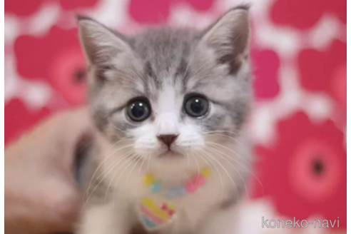 成約済の東京都のマンチカン-101309